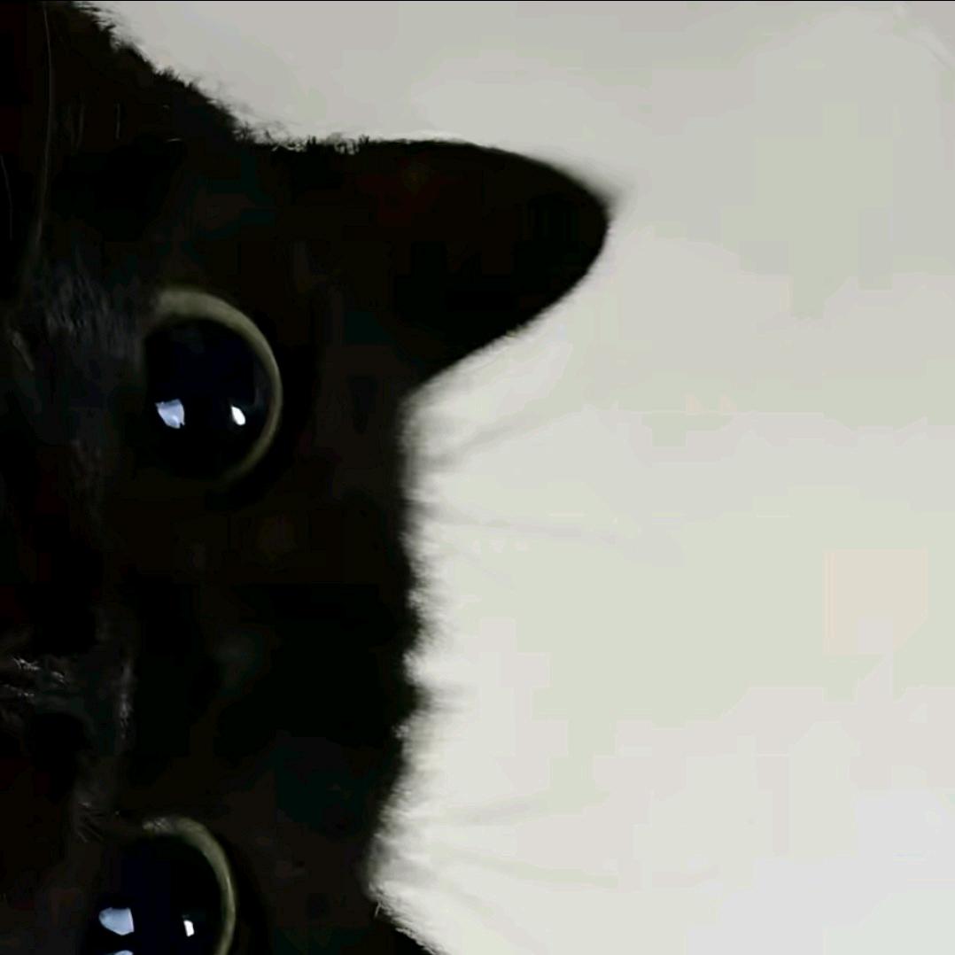 懒猫