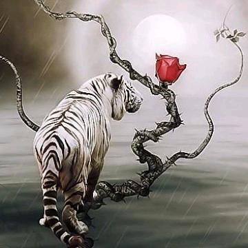 蔷薇月下醉