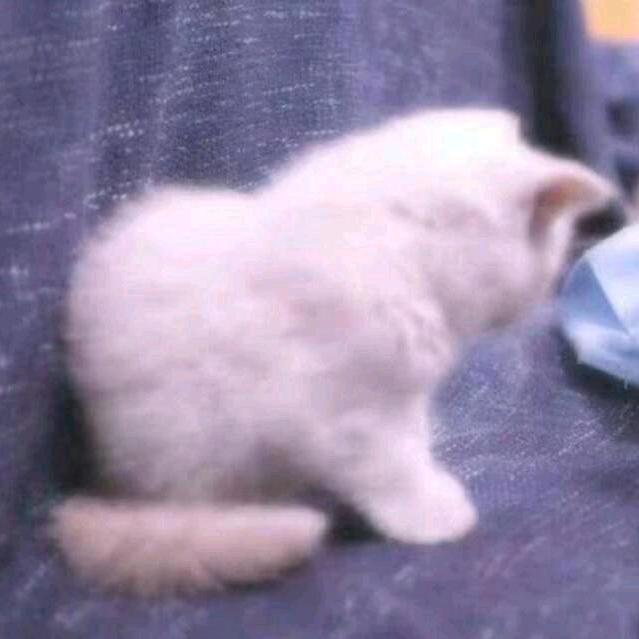 松阳县忧郁少女