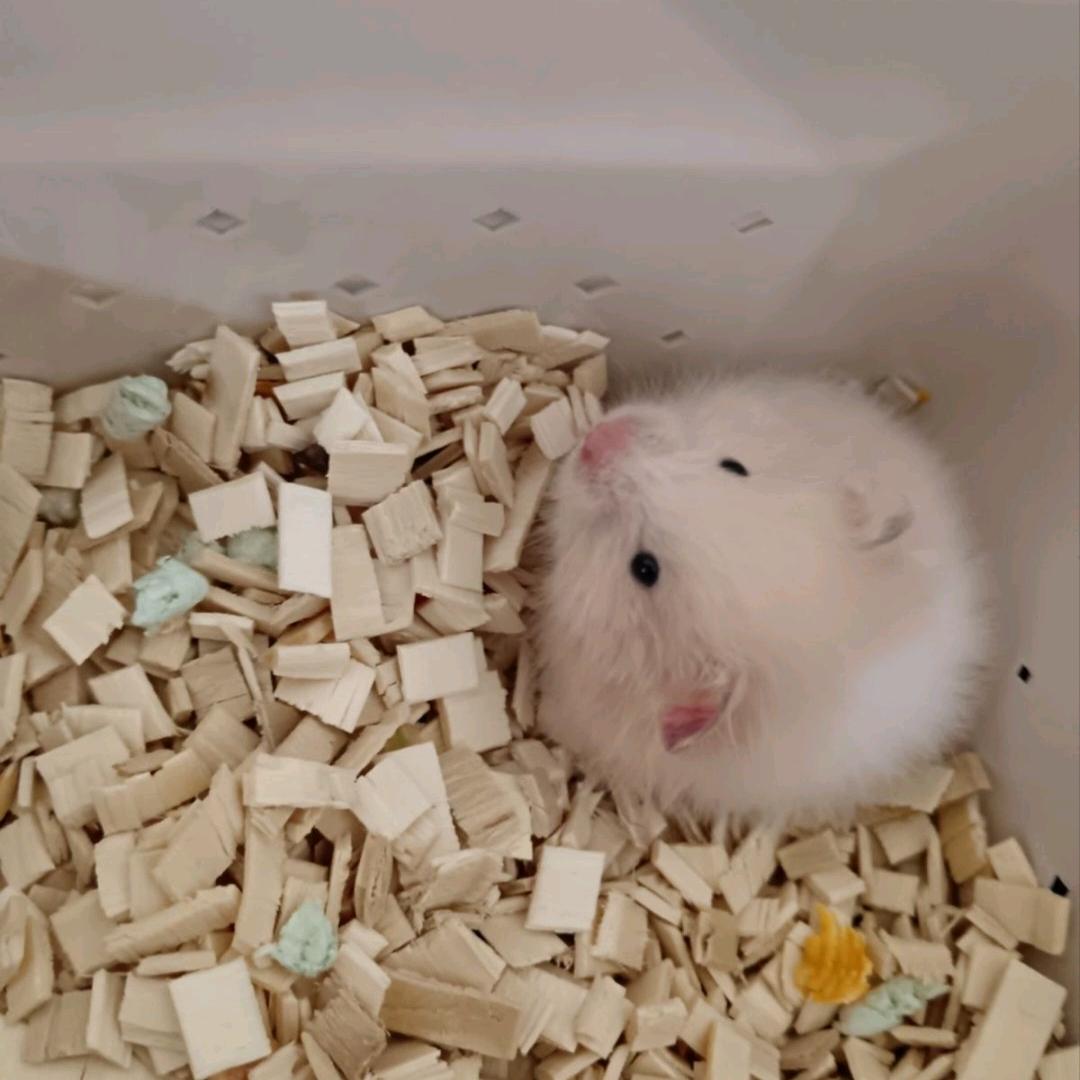 溪