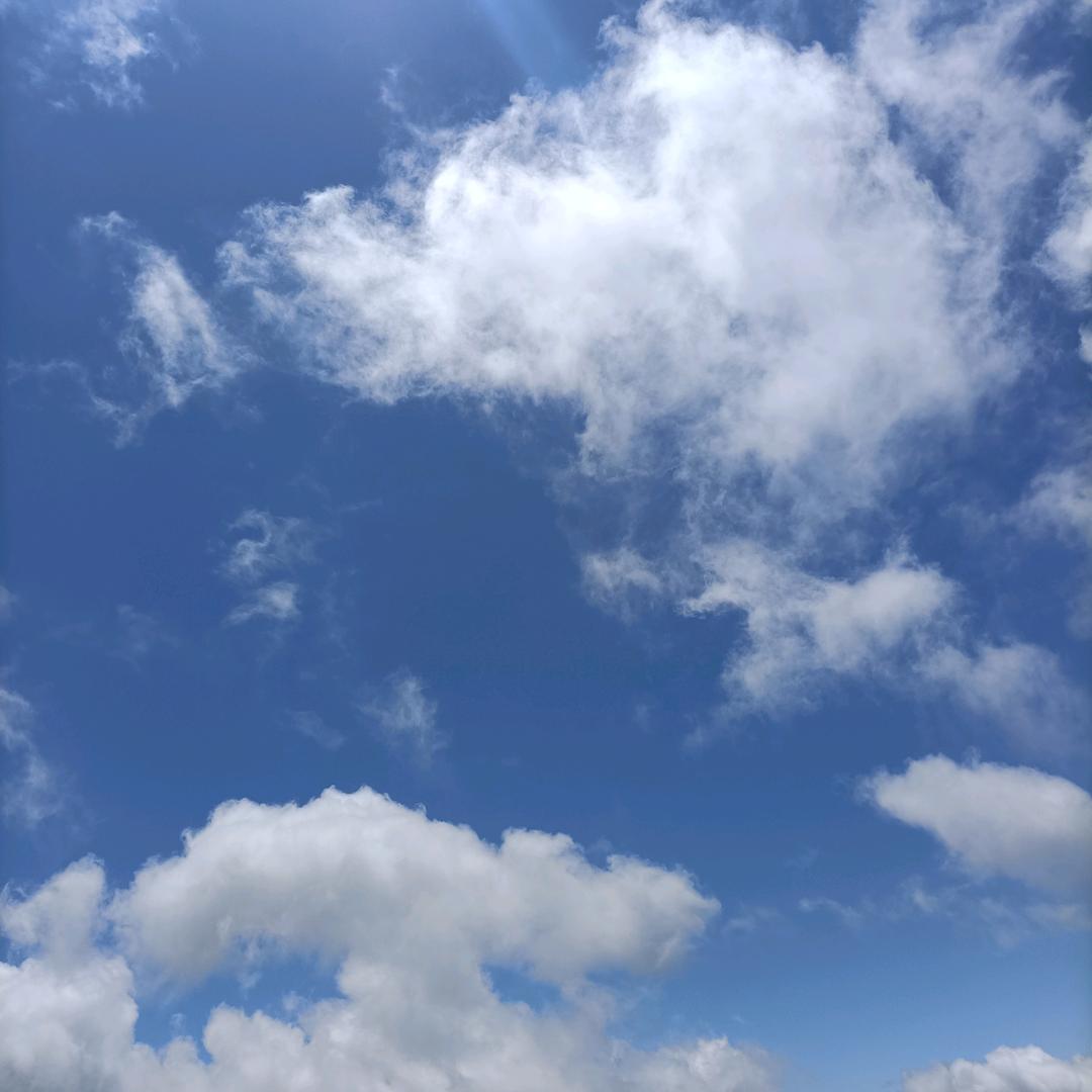 菩提树