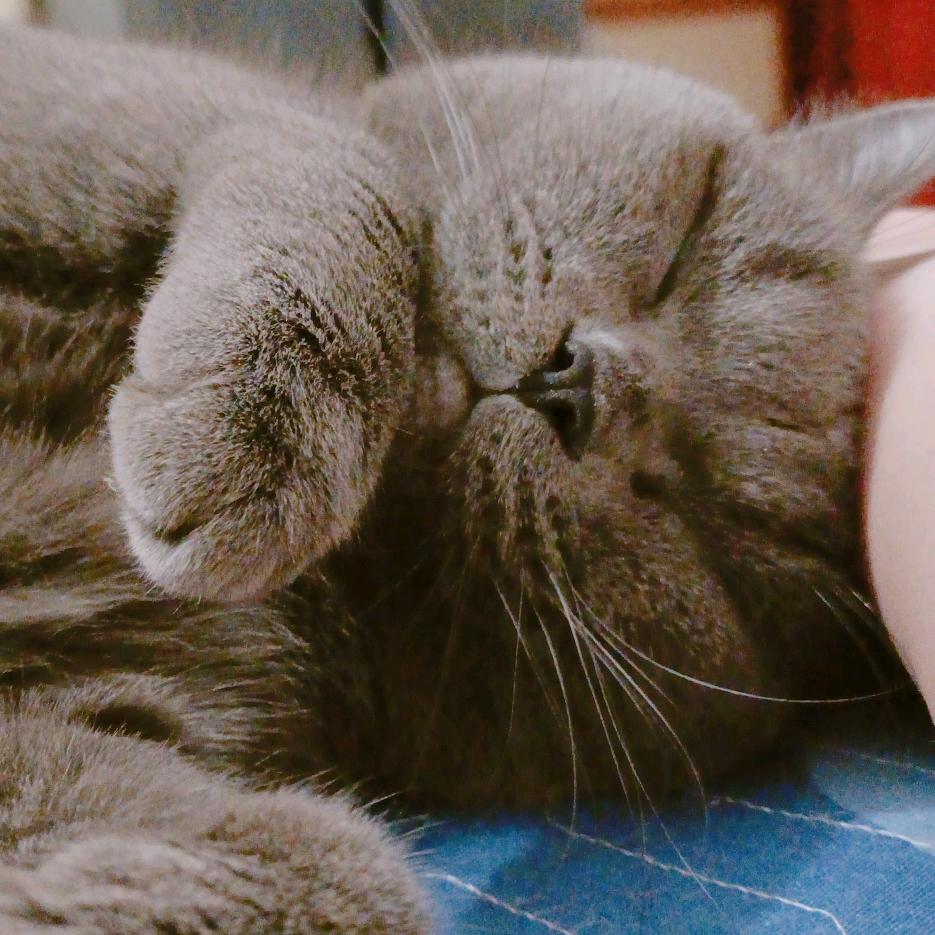 LuLu猫头像