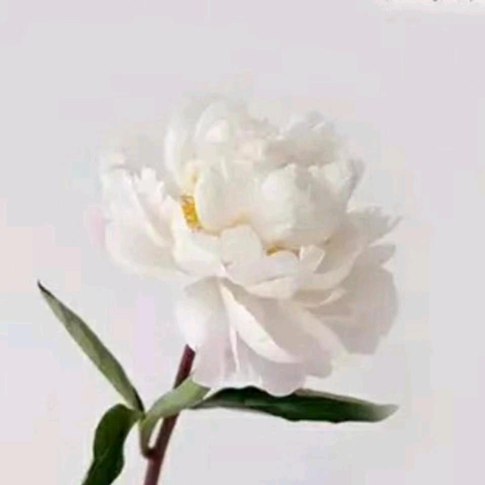 妙心养生馆官方号