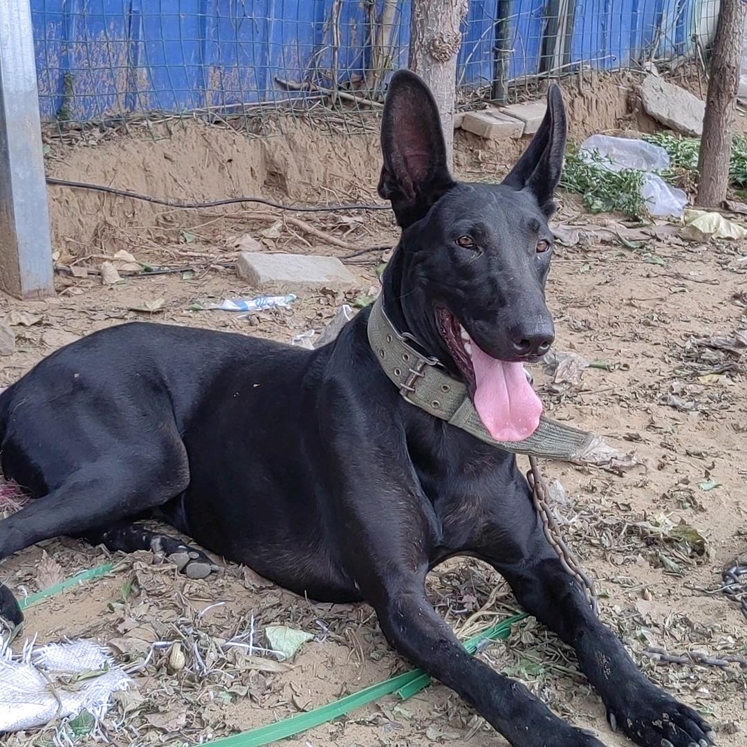 (一龙)黑狼犬舍