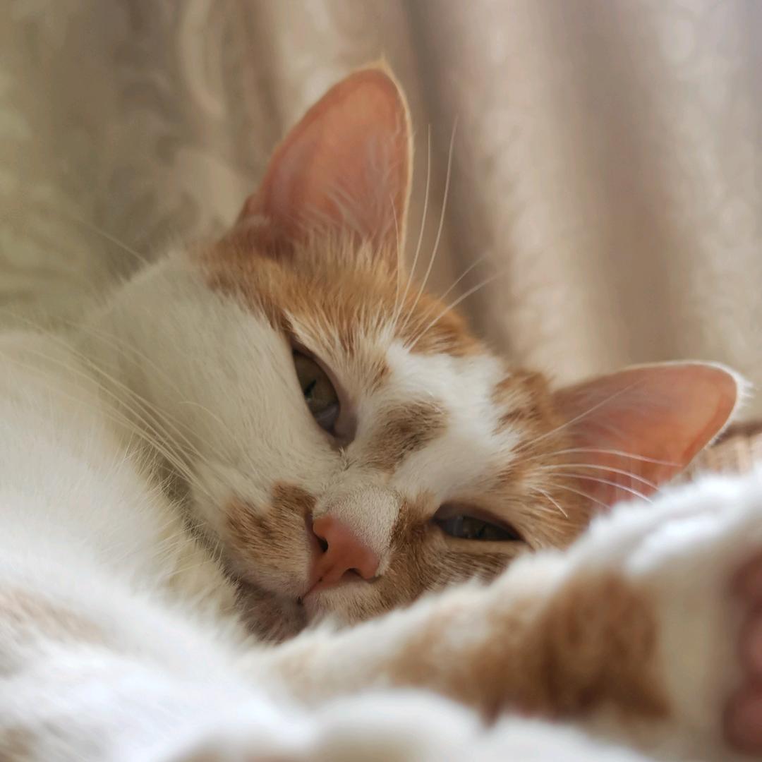 油茶每天都飞檐走壁（推广）