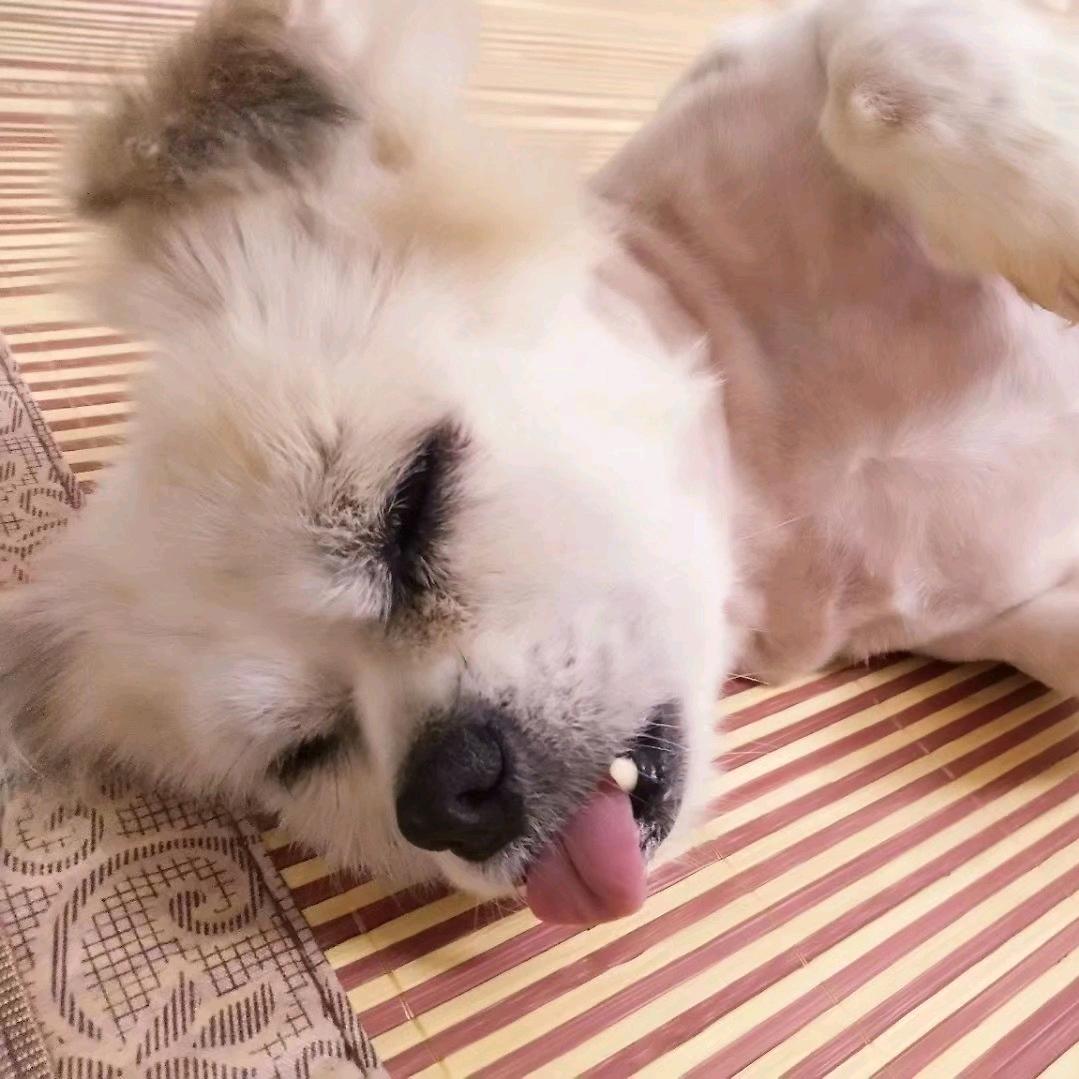 小靖头像