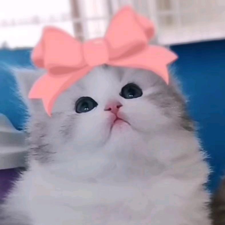 ℳঞ小 ꦿ野猫  ໌້꧔ꦿ᭄