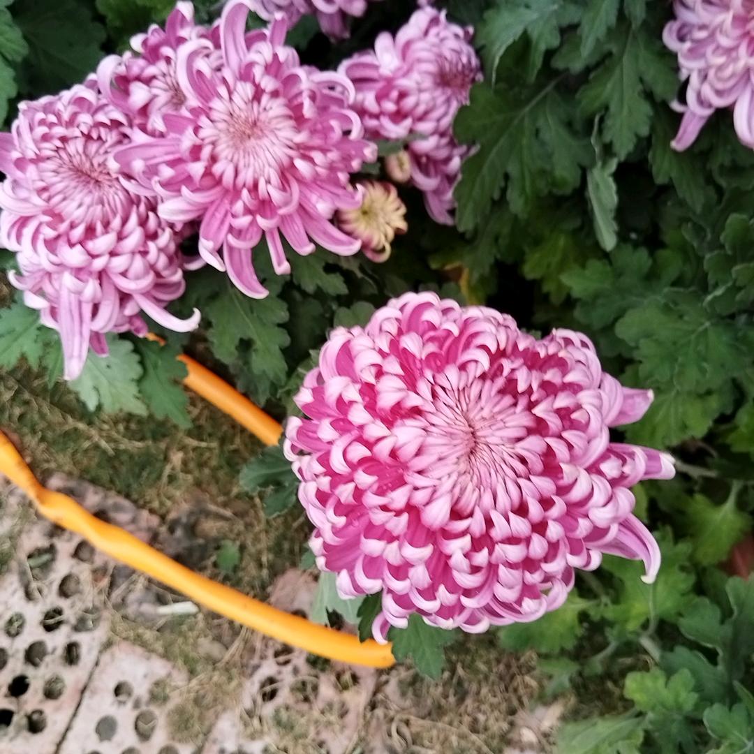 戏曲爱好者坚强男子汉