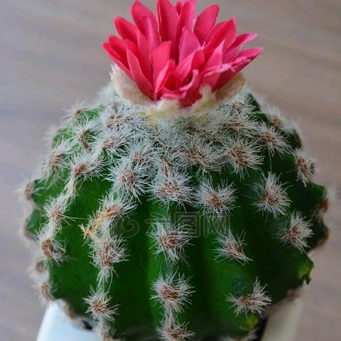 封心锁爱
