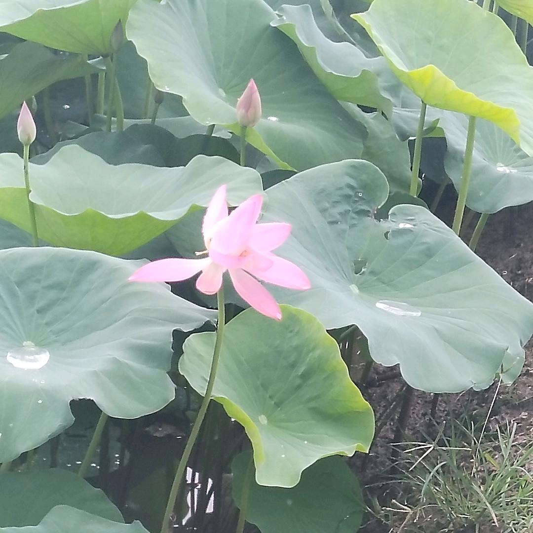 用户灵台方寸山，斜月三星洞