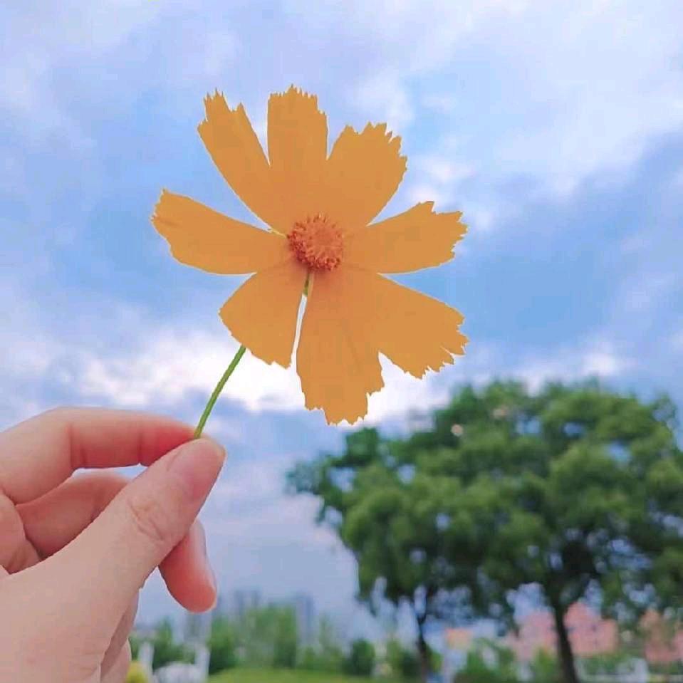 💐 屿柒 🌸  an 🌷