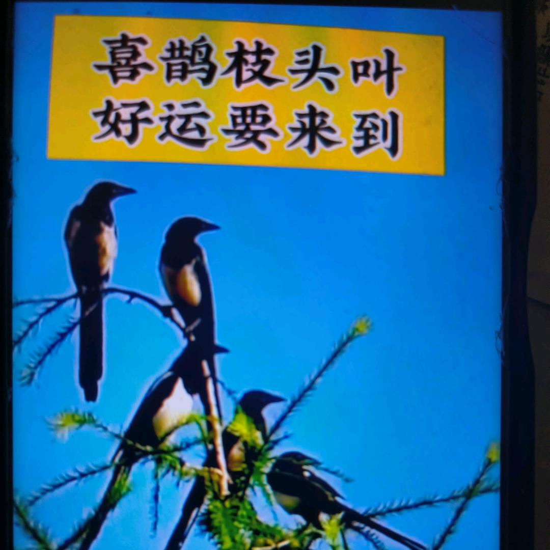 伟哥〈好运来〉