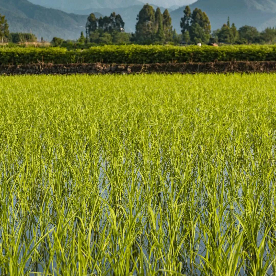 农村故事和美食