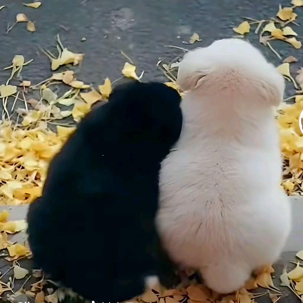 ໒꒰ྀིᜊ꒦ິ^꒦ິᜊ ꒱ྀིა