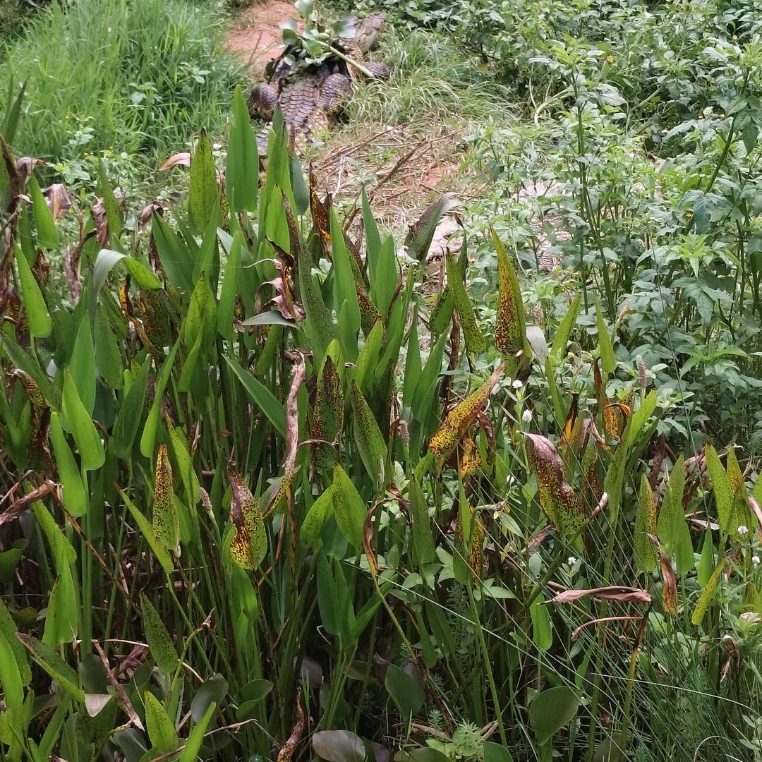 飞翔的鱼