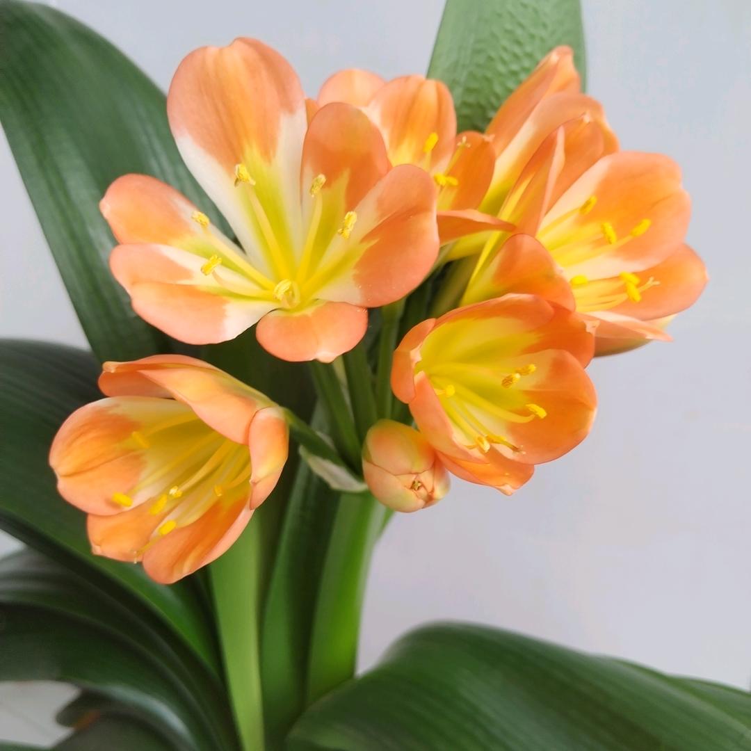 ༺ཌༀ步步高升ༀད༻