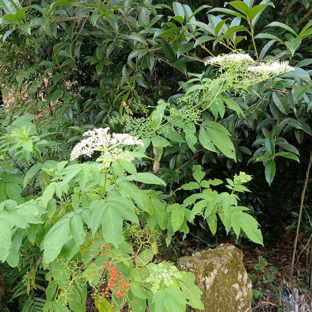 夏天的风雨无阻