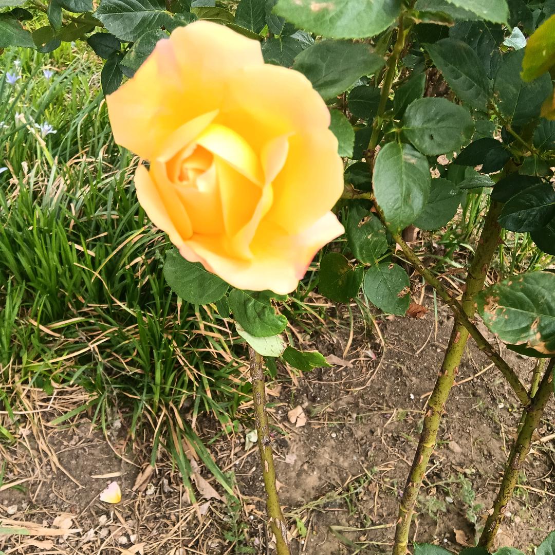 简逸