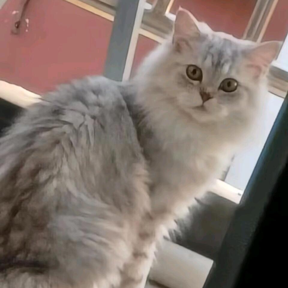 鱼入百川