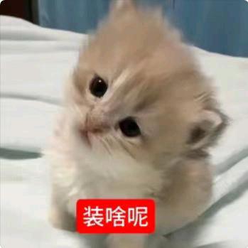 灵珠丹丹