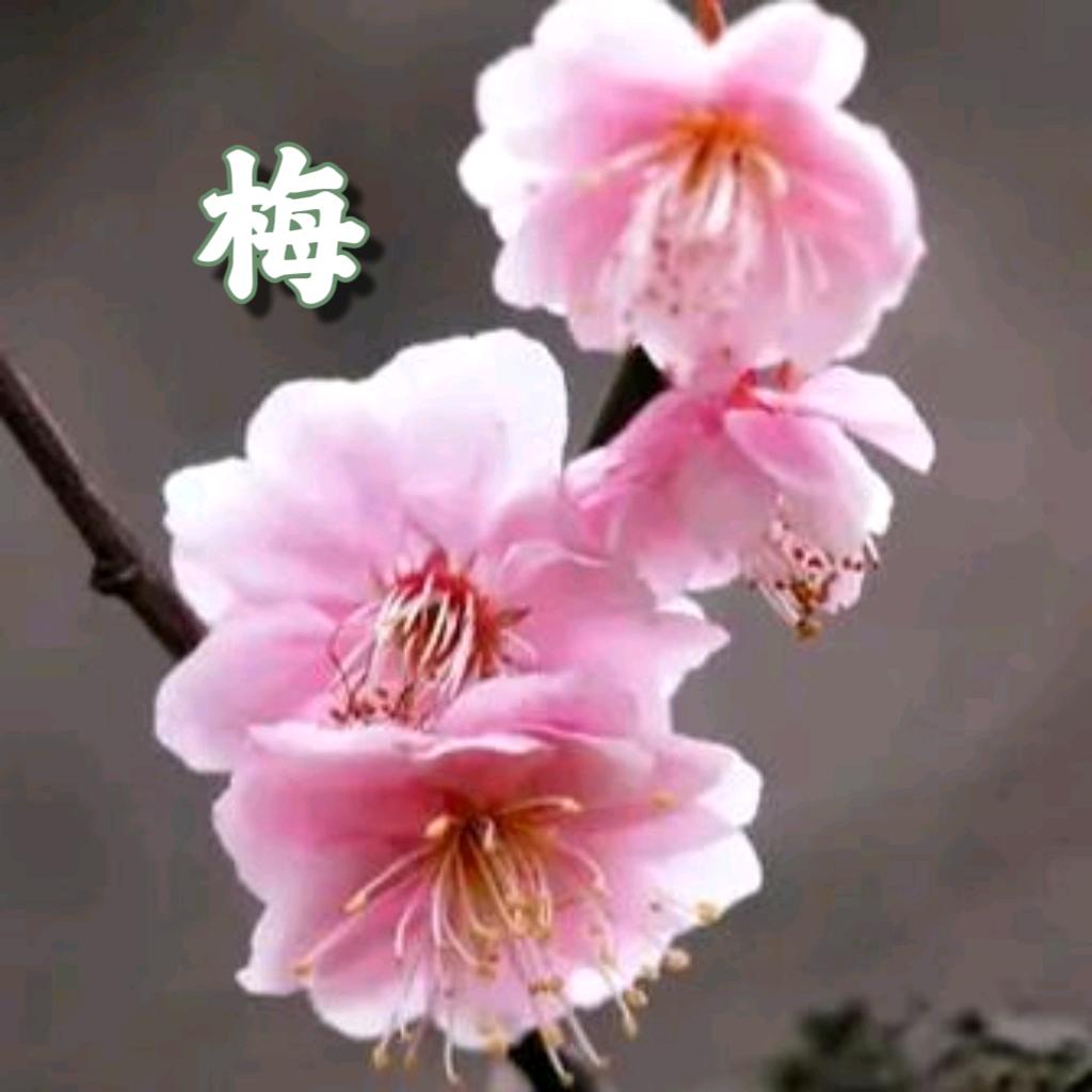 初见
