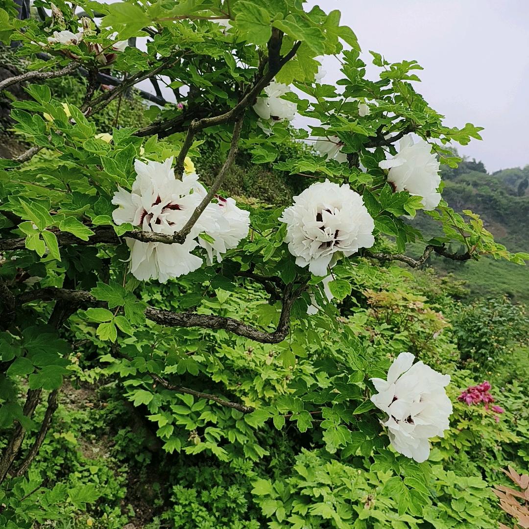 人生若只如初见