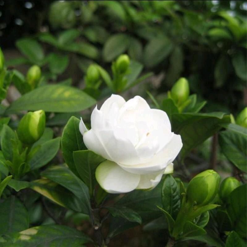 玉麦爱养花