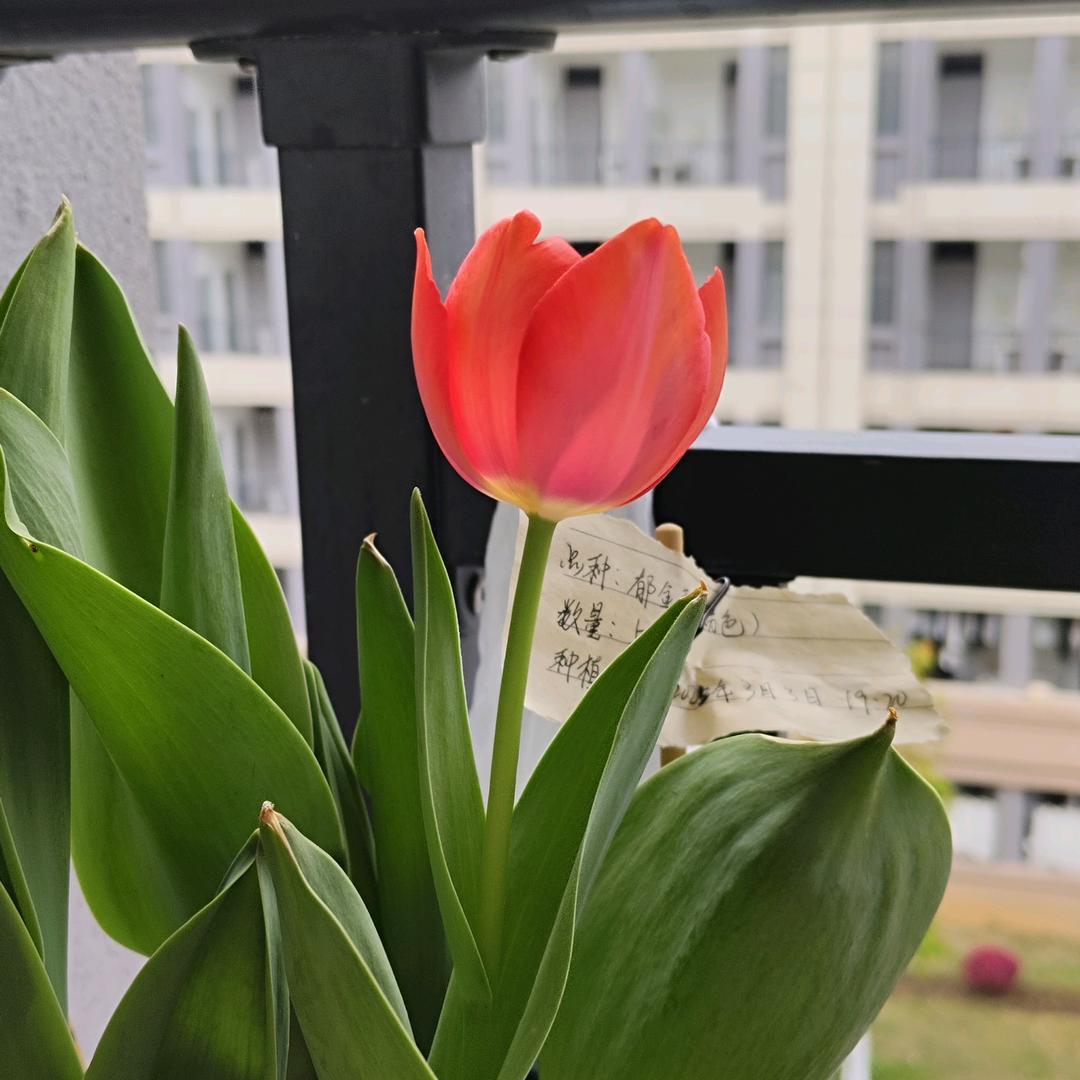大洋芋的回忆录