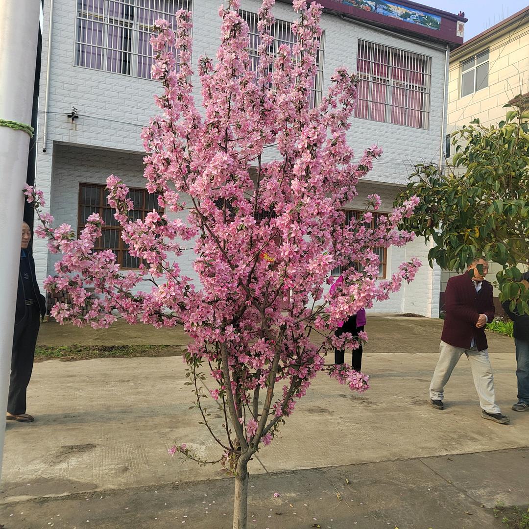 平安是福