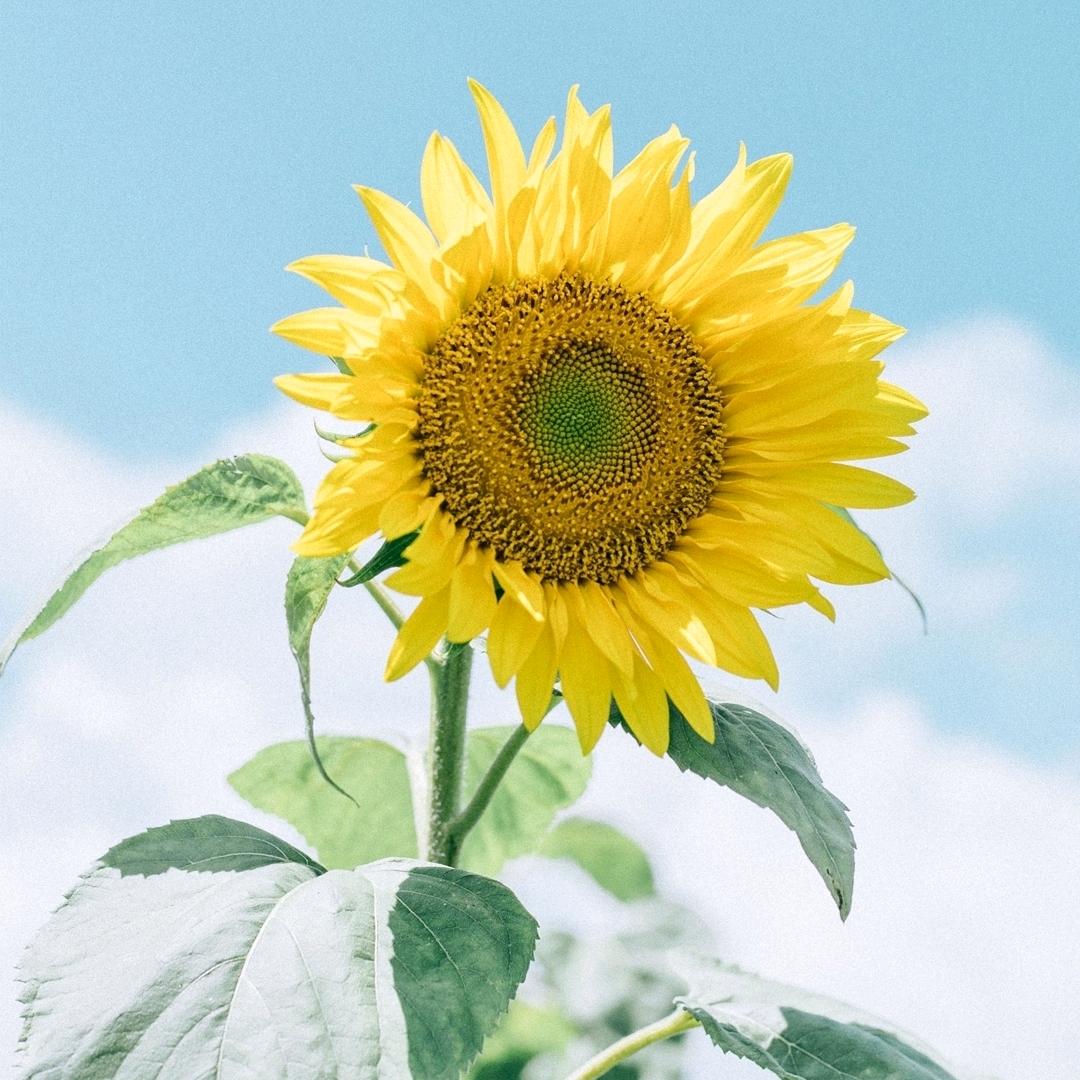 连云专业美缝燕子