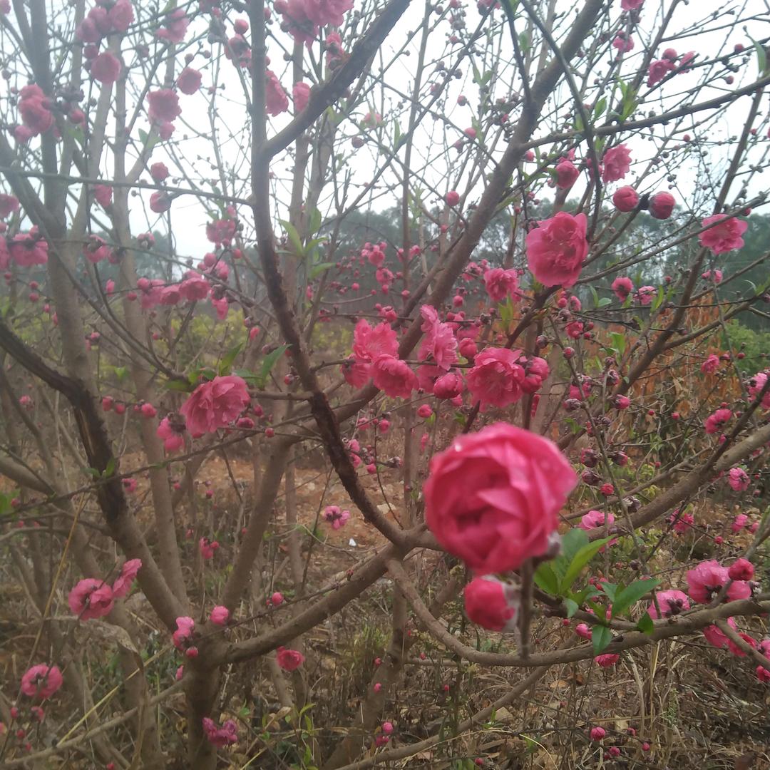 思念