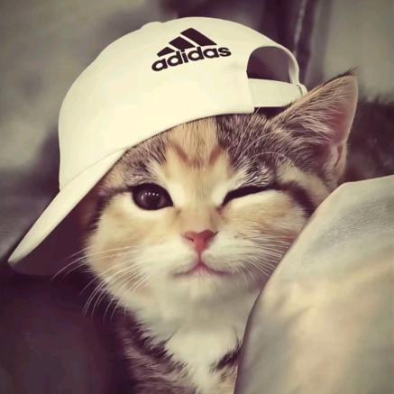 炎夏猫头像