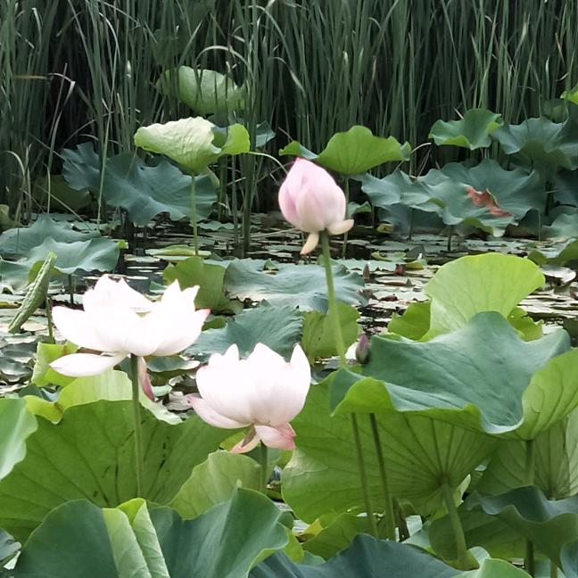 夏天