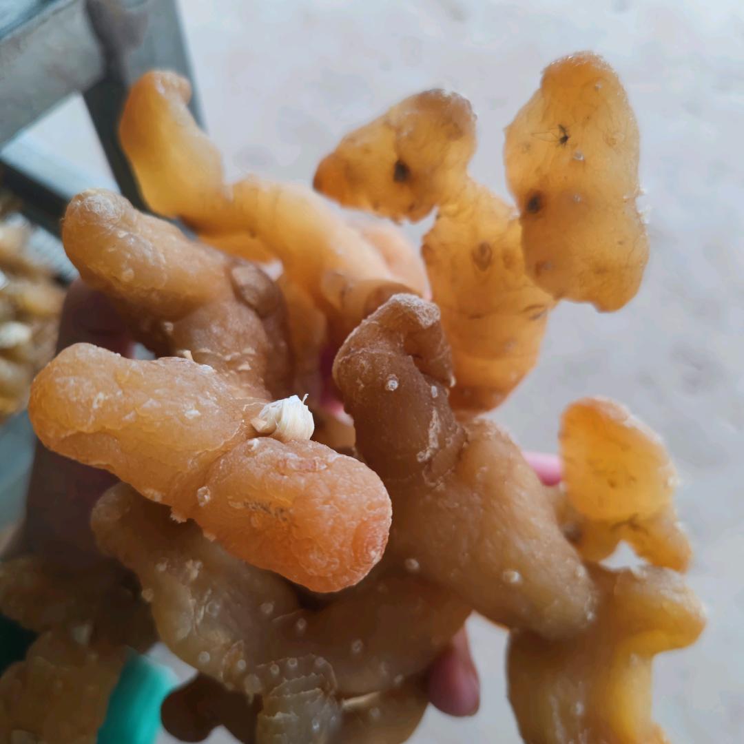 仁寿万民黄精加工