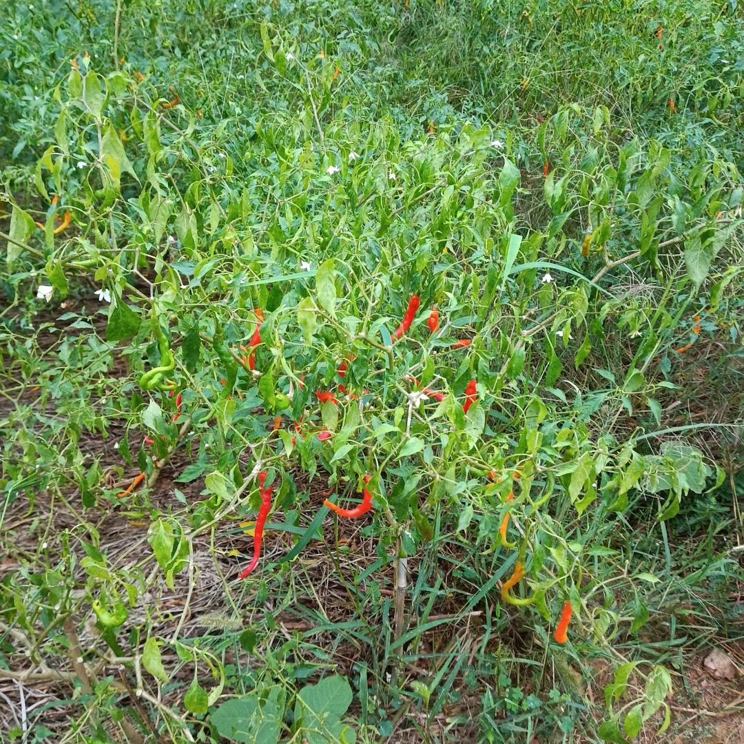 发动机…五星红旗)