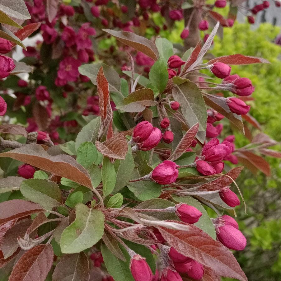 三丫妈(拒绝连赞)