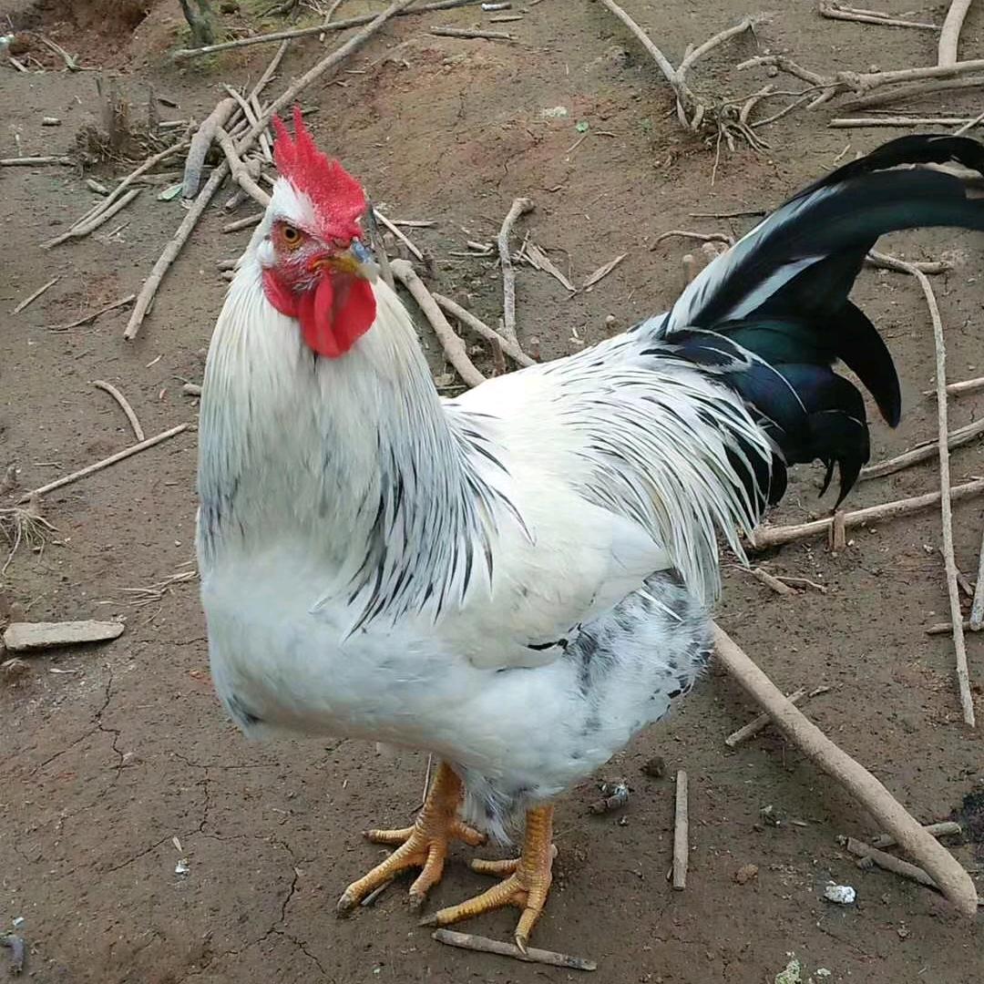 实升