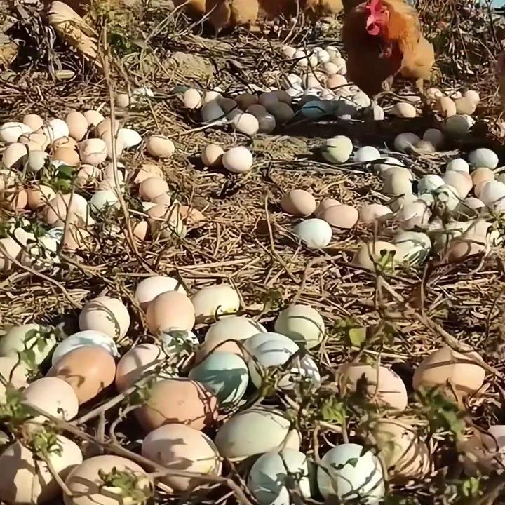 老朱干养殖