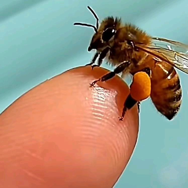 （人生三节草不知哪节好）