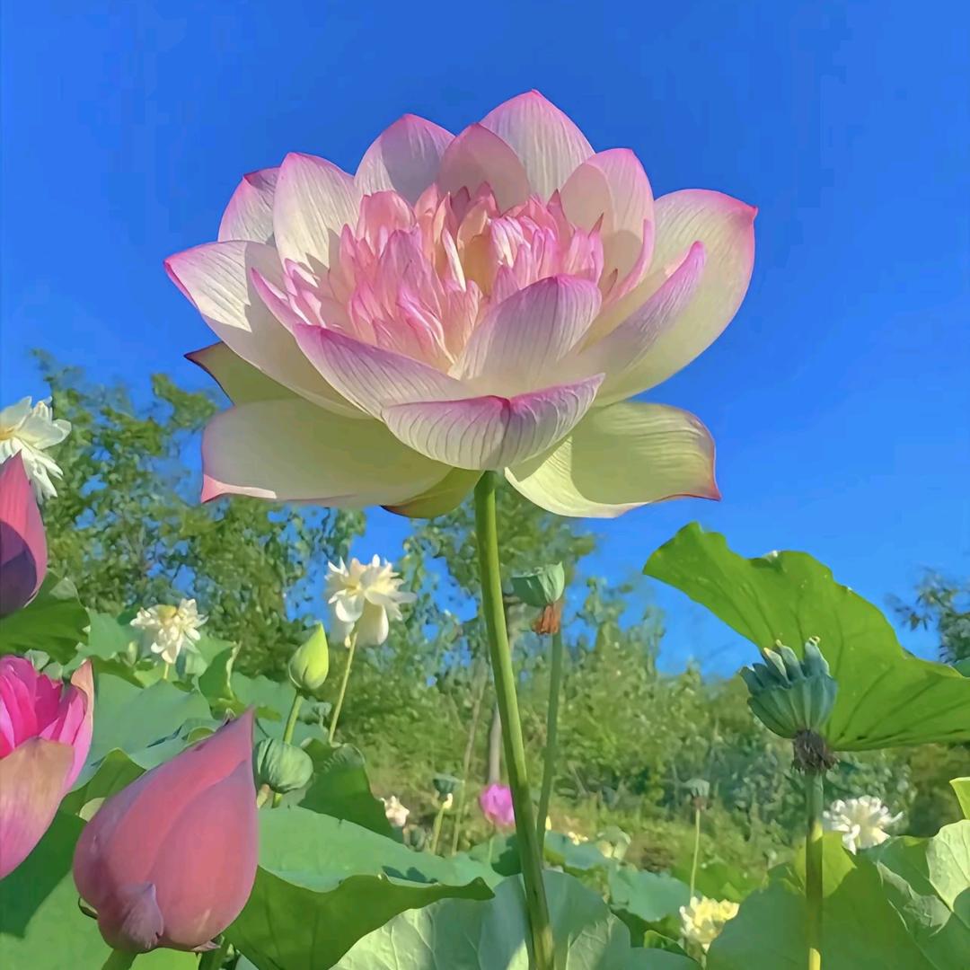 灌云顾姐姐媒婆牵线1+1小号