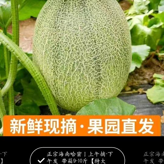 农村《彬二哥》