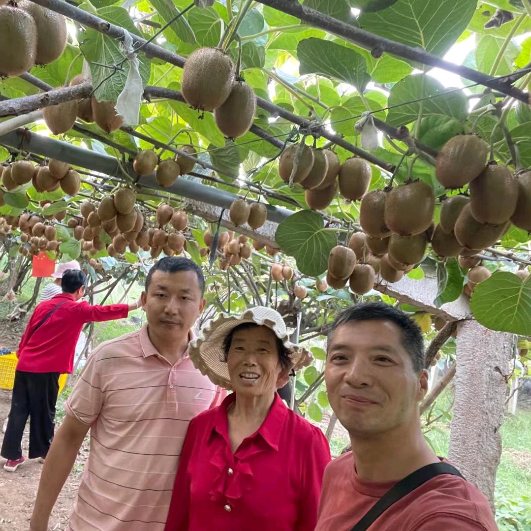 眉县猕猴桃幸福(单品王)