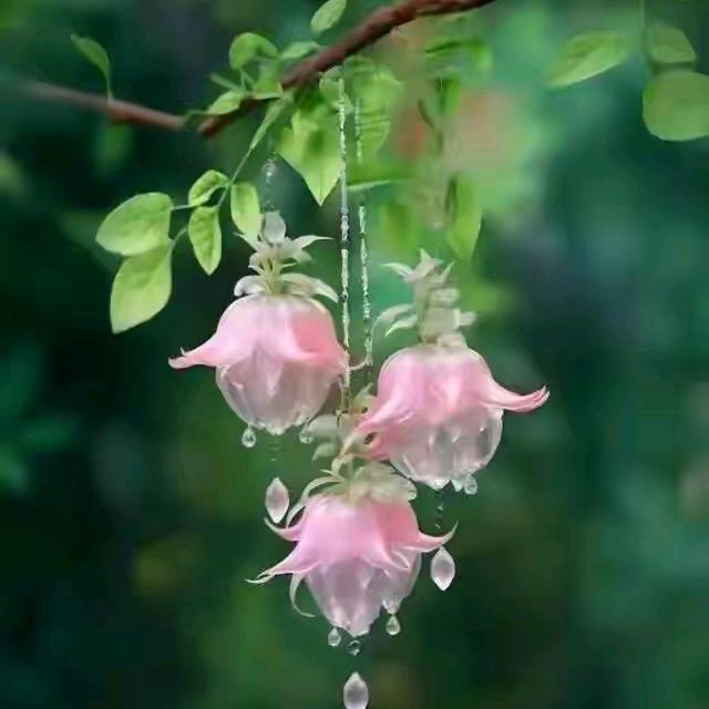 心雨