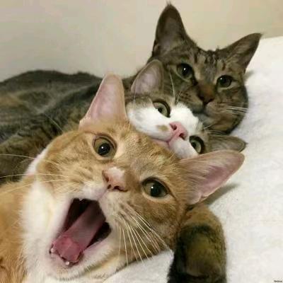 快乐猩猩无烦恼