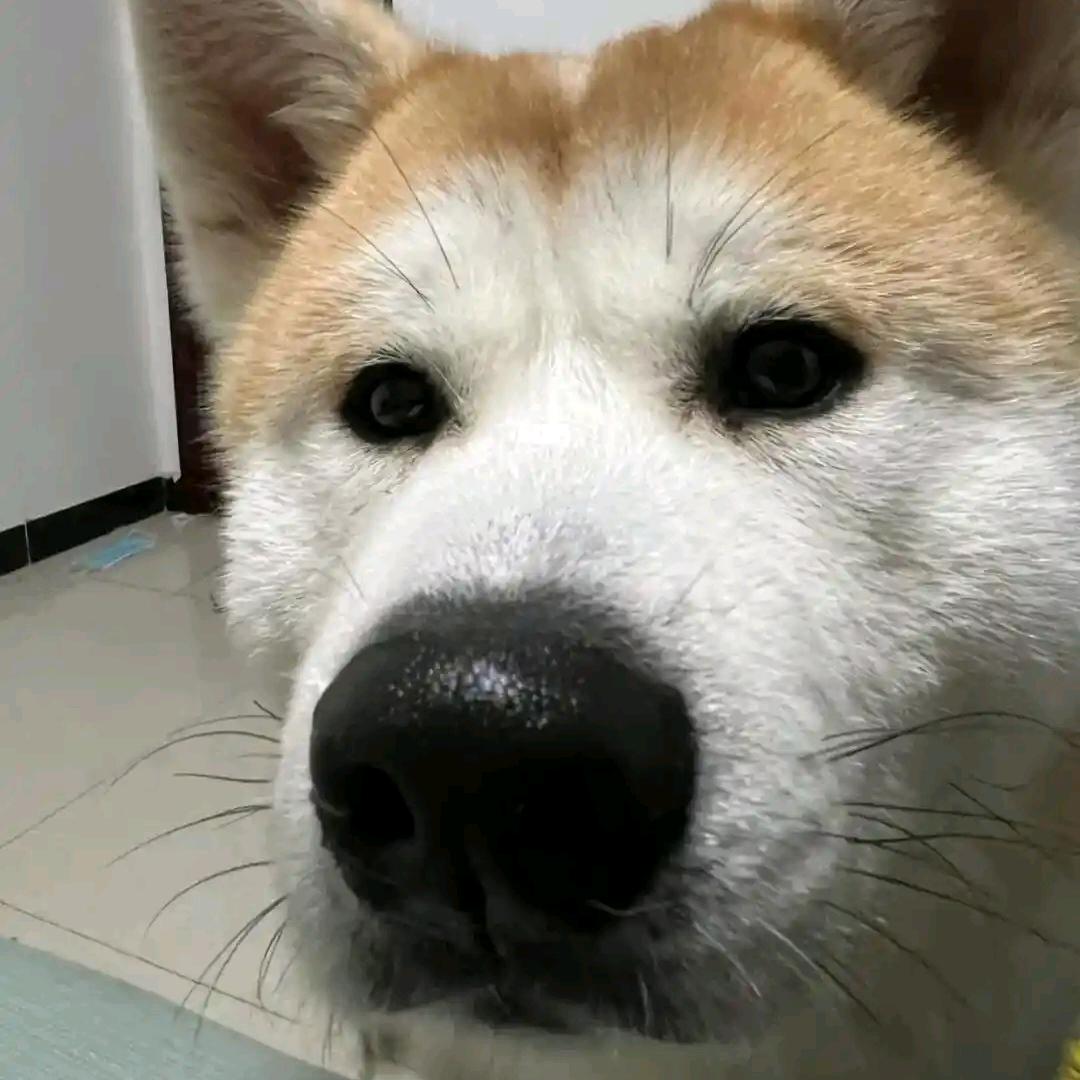 条狗