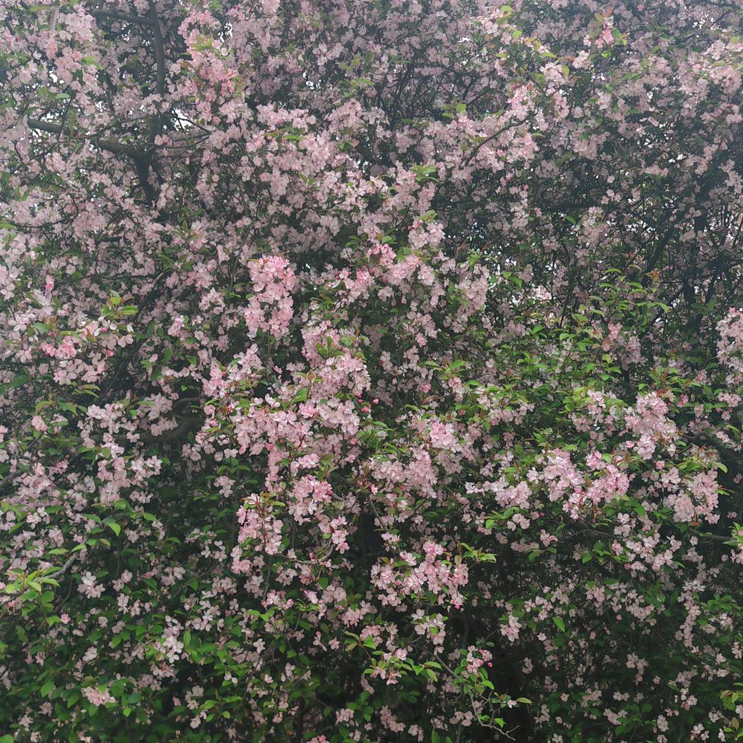 海棠花开头像