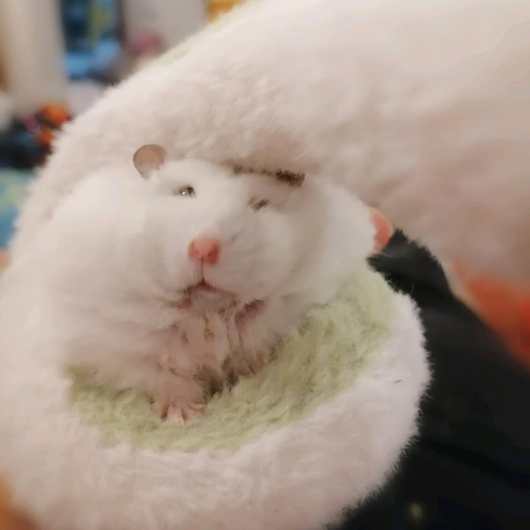 瞎眼老登