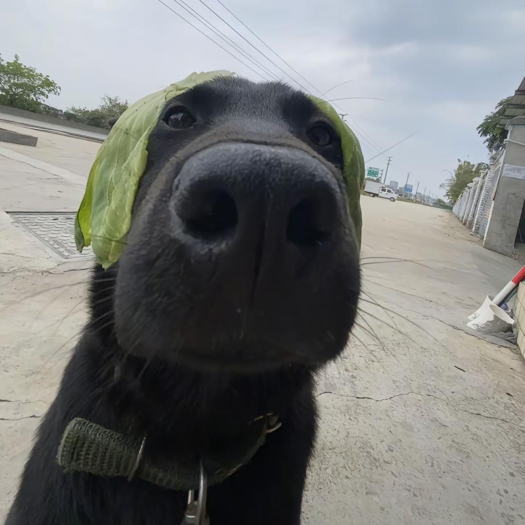 比比斯特