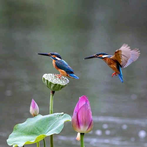 翠恋（农村光棍）