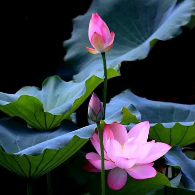 🌻南泉向日葵🌻